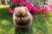 Pomeranian Spitz puppies obrázok 2