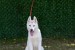 Beautiful female Siberian Husky for sale obrázok 1
