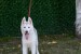 Beautiful female Siberian Husky for sale obrázok 2