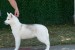 Beautiful female Siberian Husky for sale obrázok 3