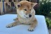 Female Shiba Inu puppy for sale obrázok 2