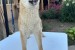 Female Shiba Inu puppy for sale obrázok 3