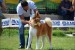 Akita inu puppies - Japanese obrázok 2