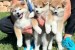 Akita inu puppies - Japanese obrázok 3