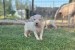  Dogo Argentino puppies obrázok 1