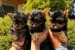 Yorkshire terrier puppies for sale obrázok 1