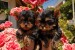 Yorkshire terrier puppies for sale obrázok 2