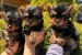 Yorkshire terrier puppies for sale obrázok 3