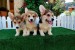 Welsh Corgi puppies obrázok 1