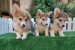 Welsh Corgi puppies obrázok 2