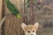 Welsh Corgi Pembroke – Krásne šteňatá obrázok 1