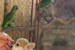 Welsh Corgi Pembroke – Krásne šteňatá obrázok 2