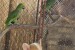 Welsh Corgi Pembroke – Krásne šteňatá obrázok 3