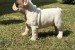 French Bulldog From House Don obrázok 1