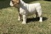 French Bulldog From House Don obrázok 2