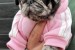 Exclusive Pug Puppies obrázok 2