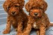 We offer beautiful toy poodle puppies obrázok 1