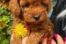 We offer beautiful toy poodle puppies obrázok 2