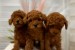 We offer beautiful toy poodle puppies obrázok 3