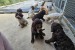 Lagoto Romagnola puppies available.. obrázok 1