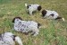 Lagoto Romagnola puppies available.. obrázok 3