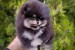 Pomeranian – krásne a rozkošné šteniatka obrázok 1