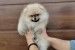 Pomeranian – krásne a rozkošné šteniatka obrázok 2