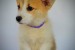 Welsh Corgi Pembroke – Krásne šteniatka obrázok 1