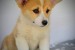 Welsh Corgi Pembroke – Krásne šteniatka obrázok 2