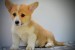 Welsh Corgi Pembroke – Krásne šteniatka obrázok 3