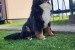 Bernese mountain dog - puppies obrázok 1