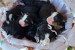 Bernese mountain dog - puppies obrázok 3