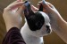 Boston terrier puppies obrázok 1