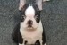 Boston terrier puppies obrázok 2