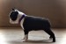 Boston terrier puppies obrázok 3