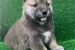 Shiba inu puppies obrázok 1