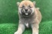 Shiba inu puppies obrázok 2