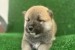 Shiba inu puppies obrázok 3
