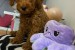 Red miniature poodles obrázok 1
