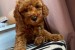 Red miniature poodles obrázok 3