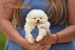 Pomeranian BOO medvedíky obrázok 3