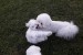 Bichon Frisé šteniatka obrázok 1