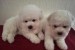 Bichon Frisé šteniatka obrázok 2