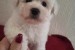 Bichon Frisé šteniatka obrázok 3