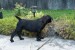 Južnoafrický mastif – Boerboel šteniatka obrázok 3