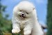 Pomeranian Spitz Šteniatka obrázok 3