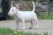 Mini bullteriér – krásne šteniatka obrázok 2