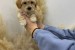 Maltipoo šteniatka špičkovej genetiky obrázok 1