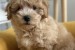 Maltipoo šteniatka špičkovej genetiky obrázok 2