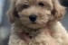 Maltipoo šteniatka špičkovej genetiky obrázok 3